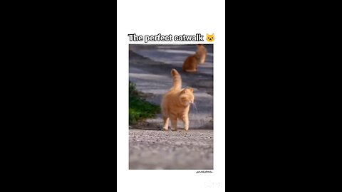 the perfect catwalk