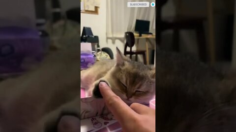 cute cat videos 😹 funny videos 😂 591 😻