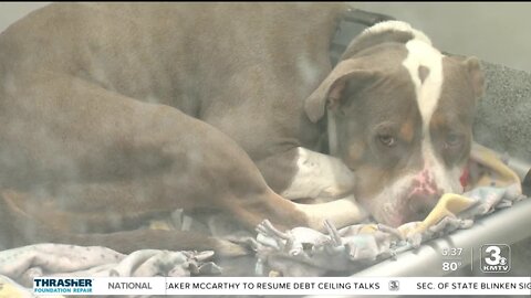 Dog kennels full at Nebraska Humane Society and other shelters