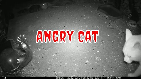 The Cat Is Angry! 😼