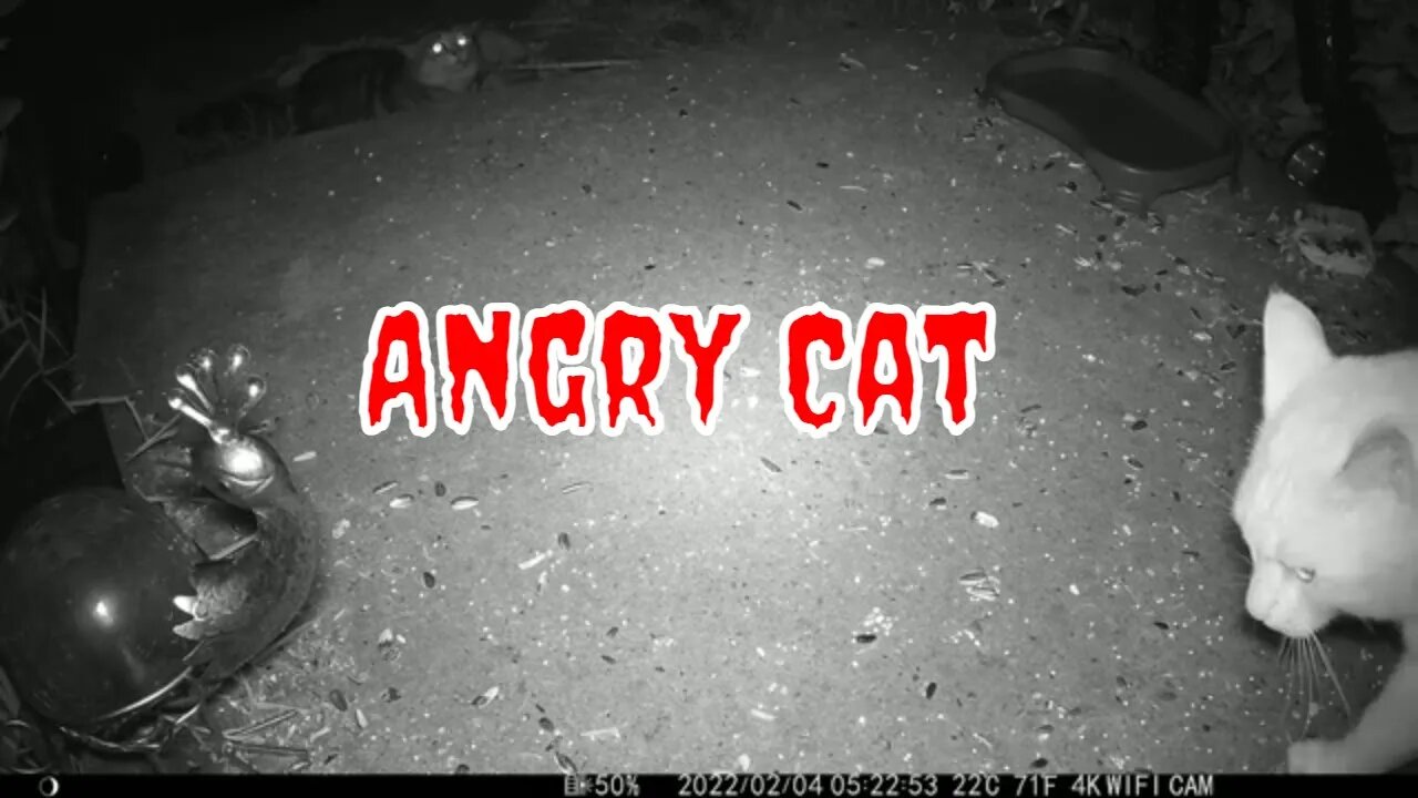 The Cat Is Angry! 😼