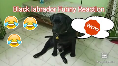 🤣🤣 Black Labrador | Funny reaction when Treat is given before walk | INDIAN DOGS | ONLY PET LOVER