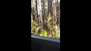 Shuttle ride through jungle