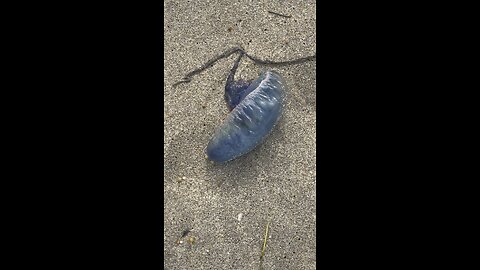 Jelly Fish for breakfast?