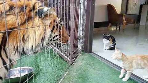 The tiger drank milk halfway, but was unexpectedly disturbed by the cat