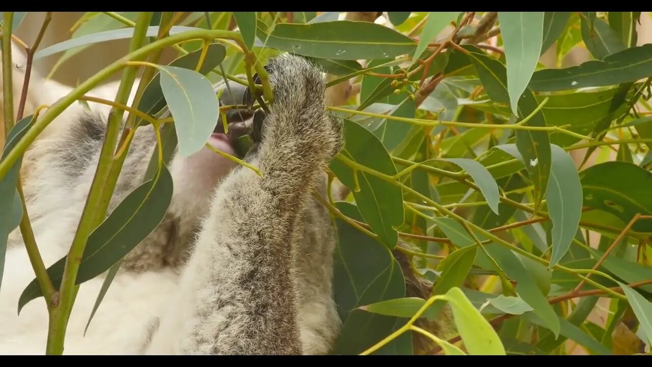 Koala eating eucalyptus leaves - marsupial native to Australia