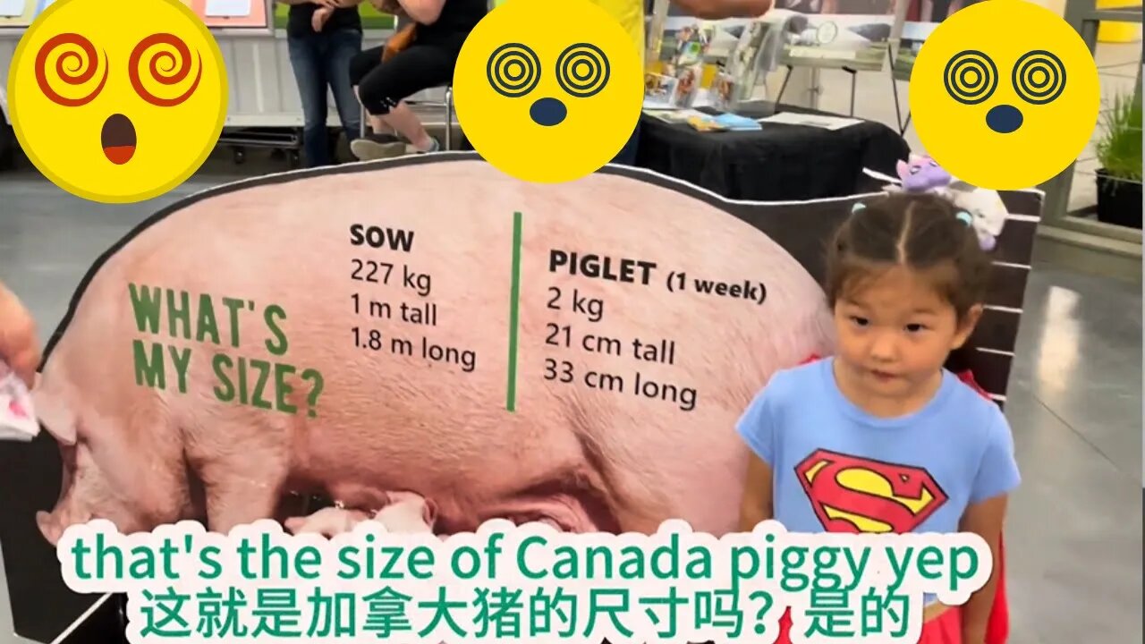 Visiting a Canadian Fair, Discovering 500lb Pigs That Grow Over 6 Feet Tall