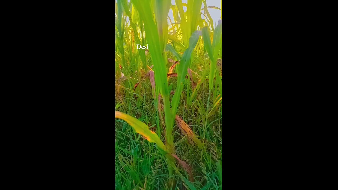 kisaan farmer life khaiti America Jo baiden amriecia