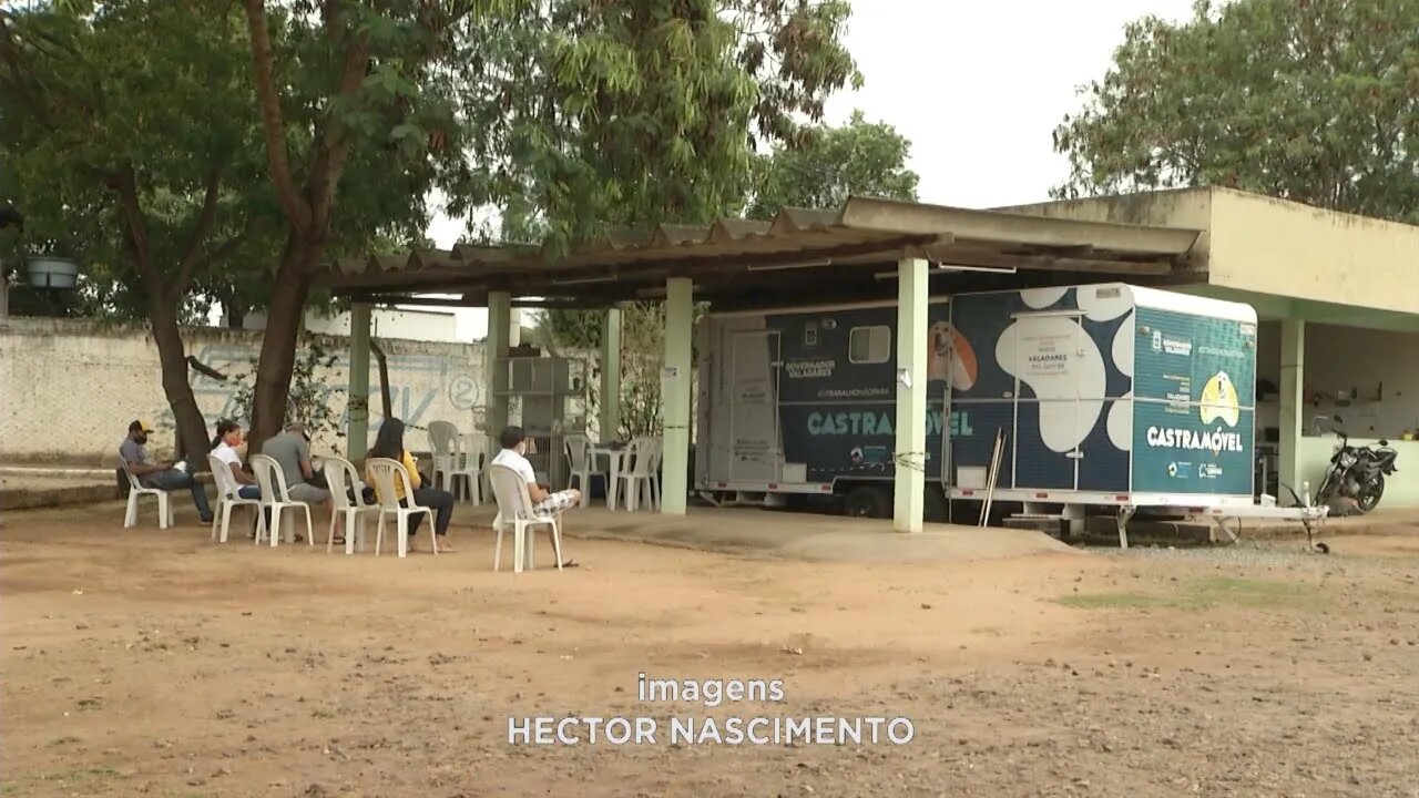 Castração Móvel: projeto para ajudar a prevenir doenças