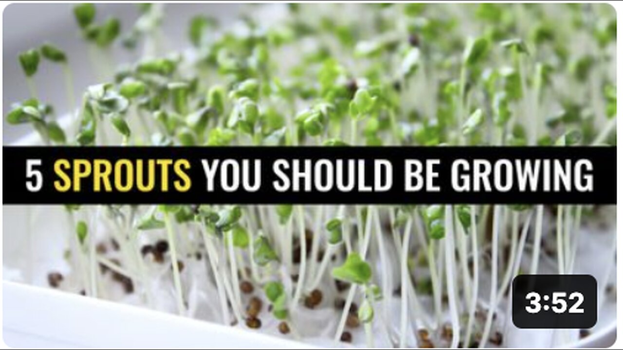 5 Sprouts you should be growing