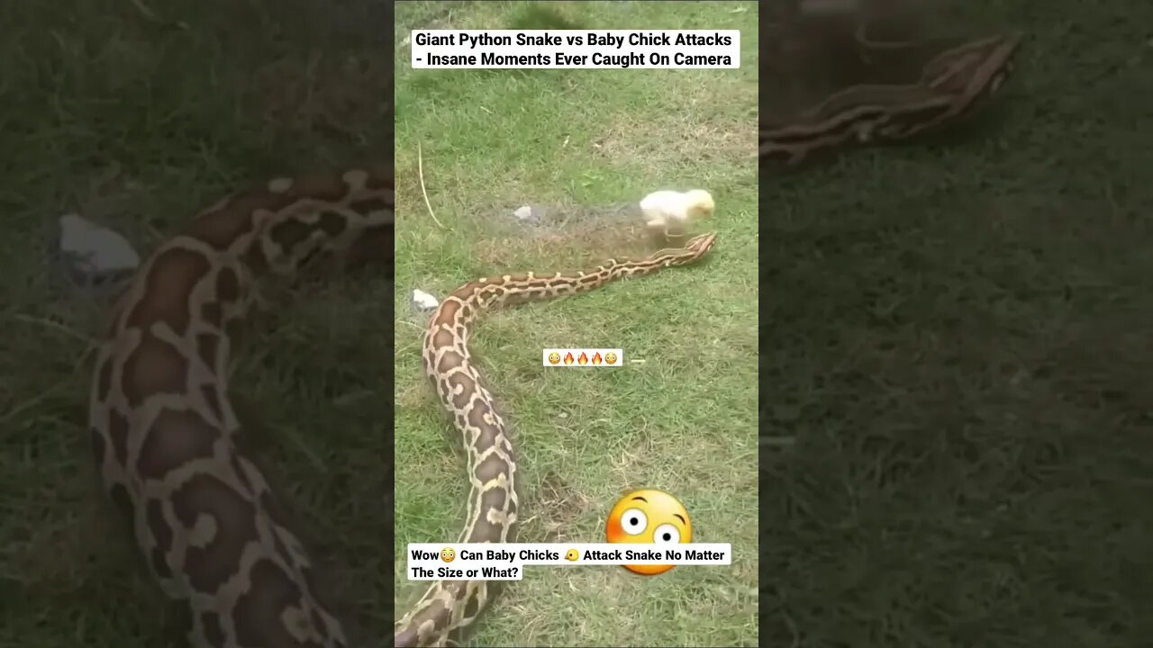 Giant Python Snake vs Baby Chick Attacks - Insane Moments Ever Caught On Camera #shorts #snakevideo