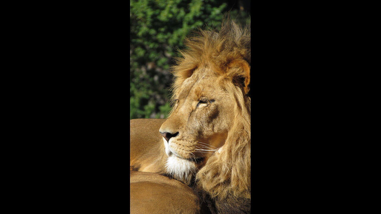 Meet the bear and the lion king at his home