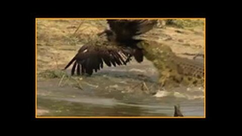 Crocodile Attacks Vulture Bird