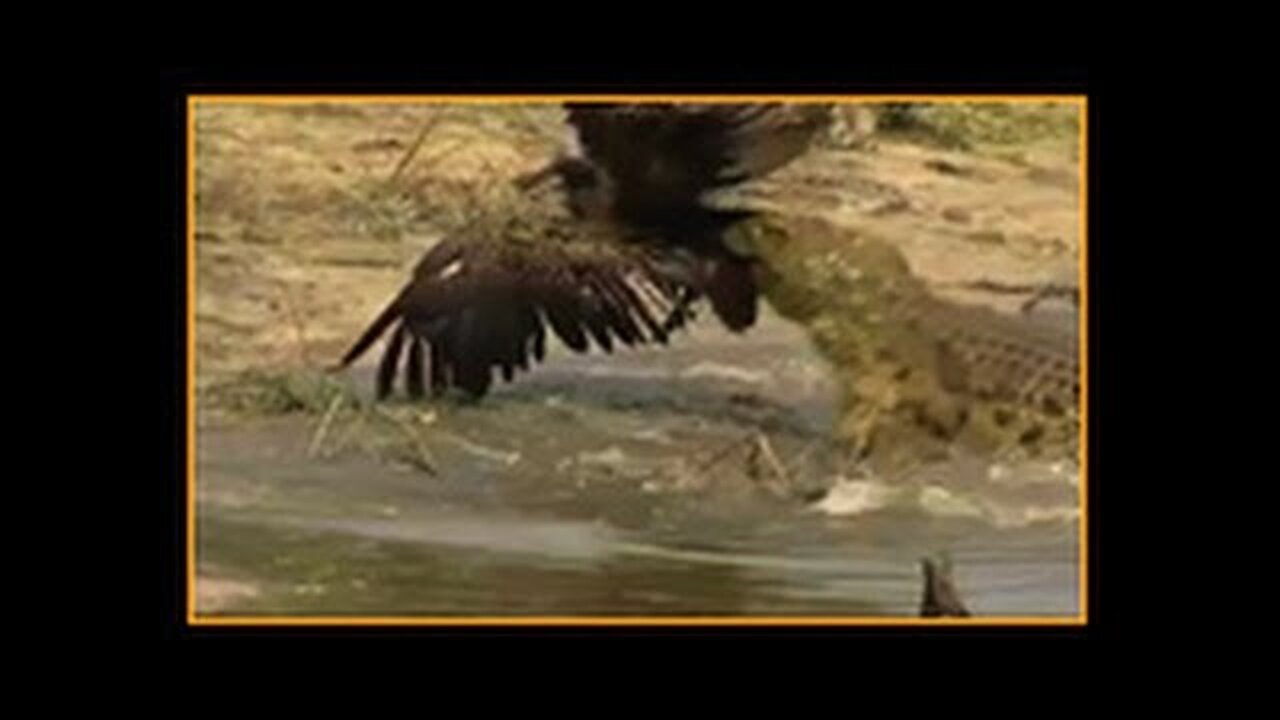 Crocodile Attacks Vulture Bird