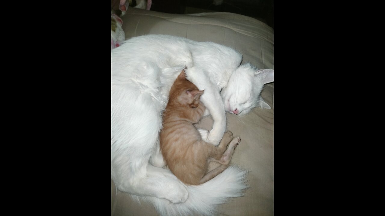 Mom cat is very happy being around her baby kitten and licking the naughty one