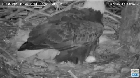 Hays Eagles Dad comes in to see Egg 1 for first time 2020 02 14 0647AM