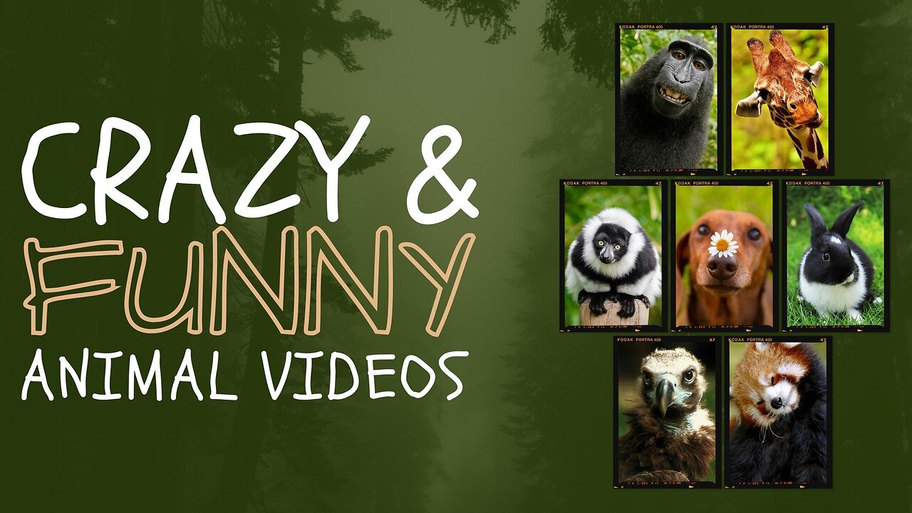 Crazy and Funny animal