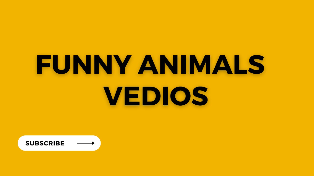 Best Funny Animal Videos