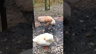 Ducks enjoying the flood. Chickens, not so much