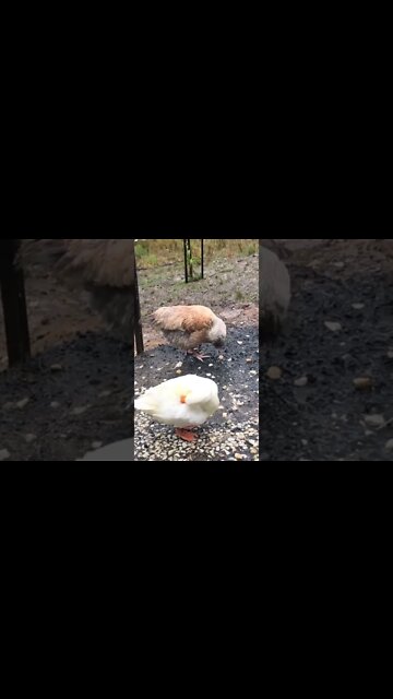 Ducks enjoying the flood. Chickens, not so much