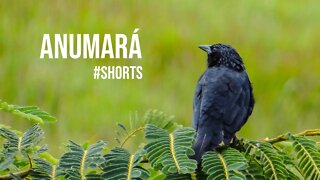 Anumara Forbesi - Canto do ANUMARÁ | #shorts