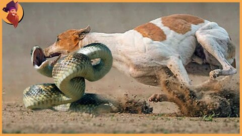 15 Craziest Animal Battles Caught On Camera