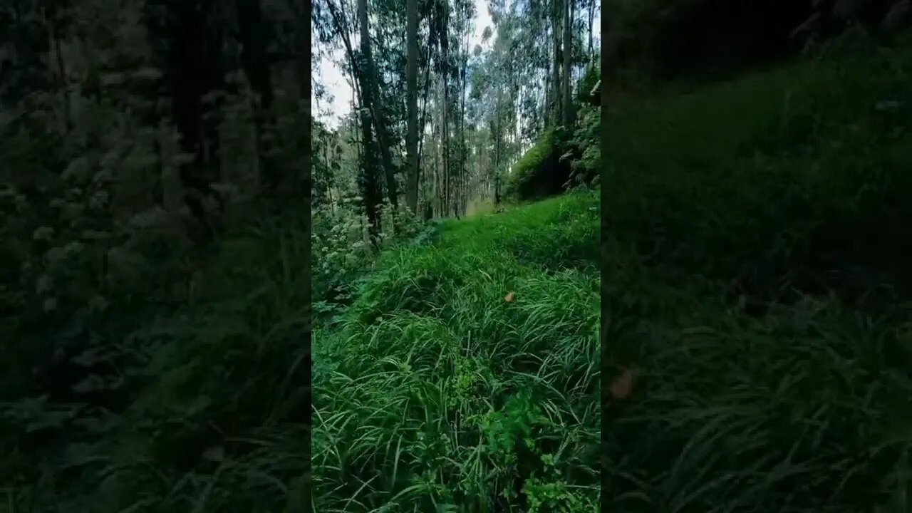 nature#exploringtheforest#jungle#shorts