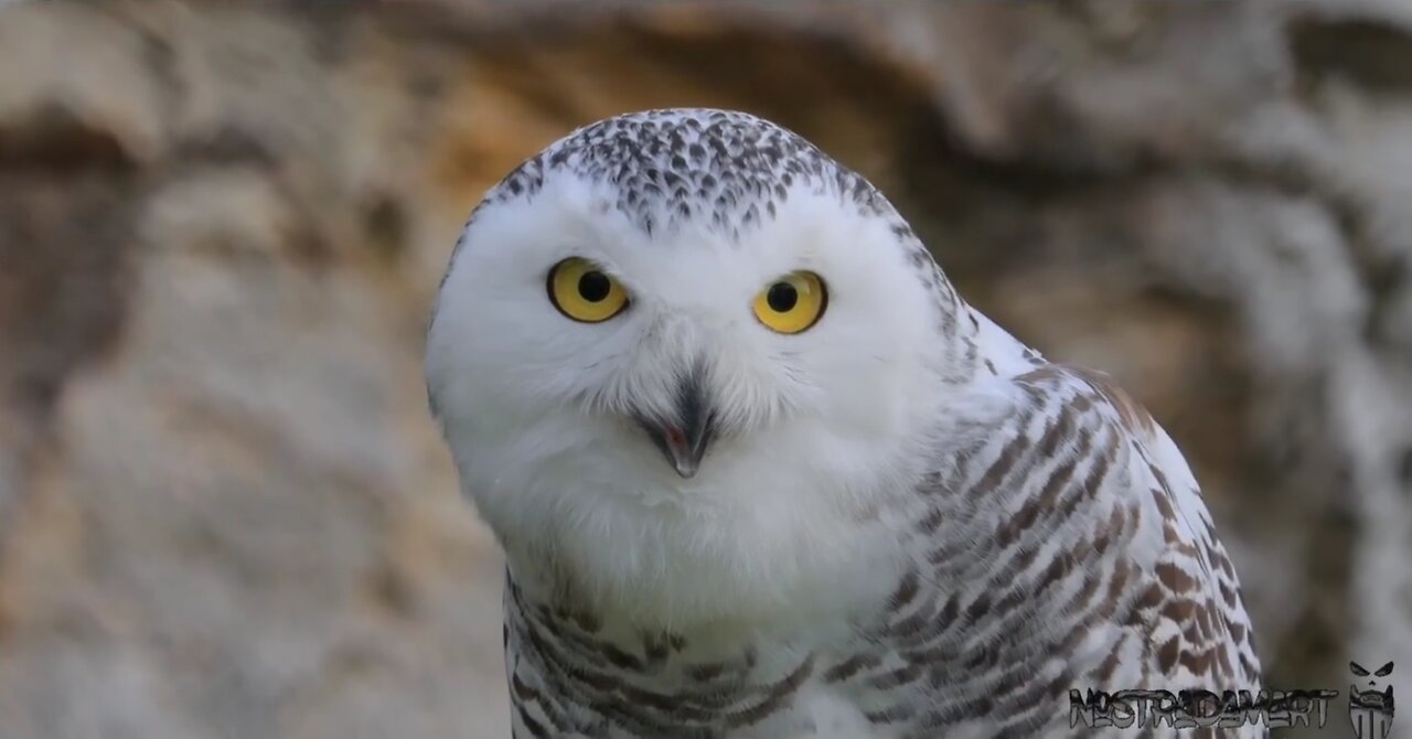 Intermède animalière
