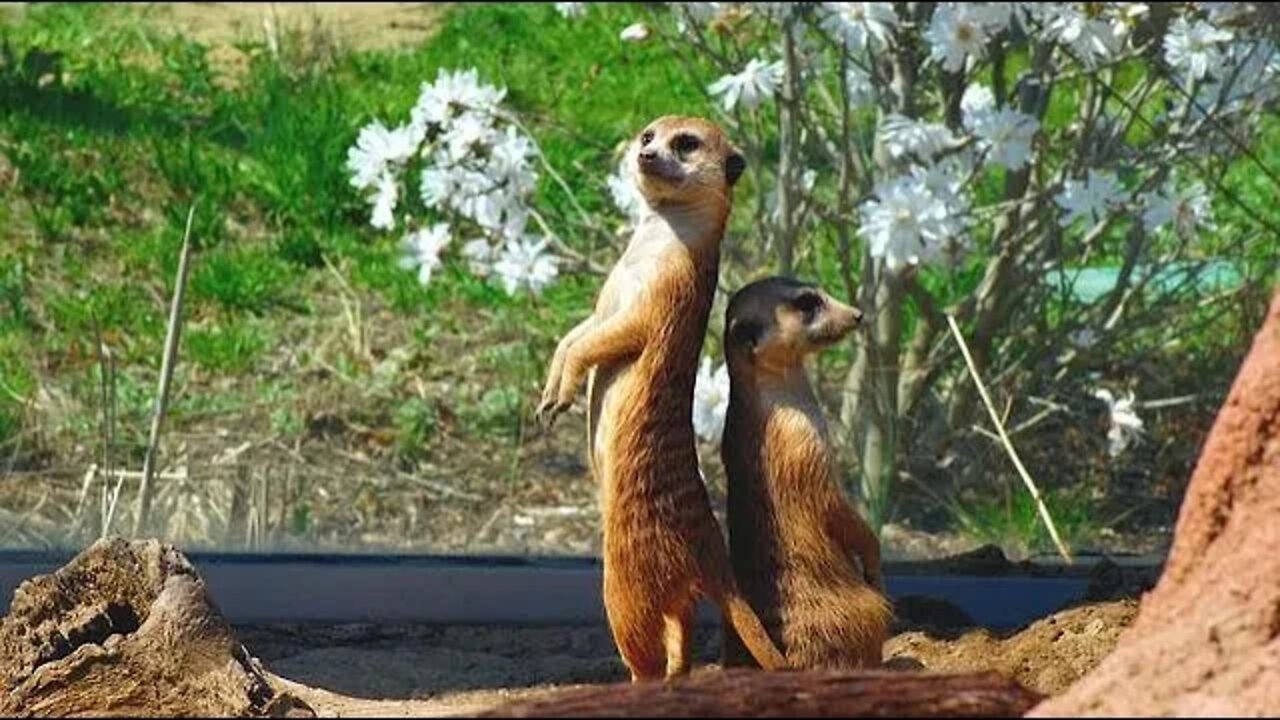 Inquisitive Relaxing Music | Curious Meerkats | @Relax Body and Soul