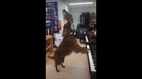 Dogs VS Cats