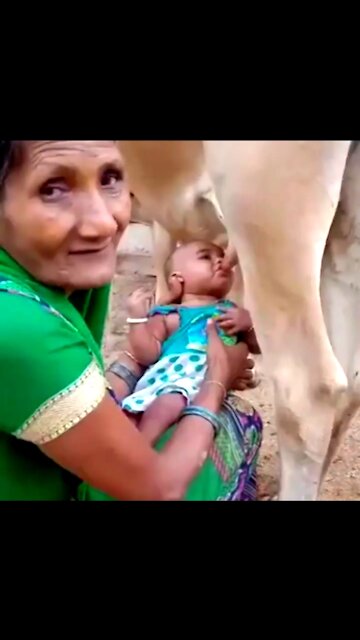 The baby girl is drinking cow's milk like a cow's calf