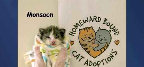 Woman takes deserted kitten left in storm to Homeward Bound Cat Adoptions