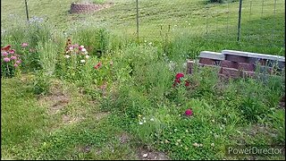 Flower Patch Tour in the Food Garden: May 2023
