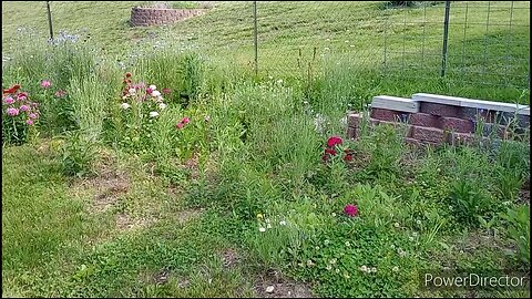 Flower Patch Tour in the Food Garden: May 2023