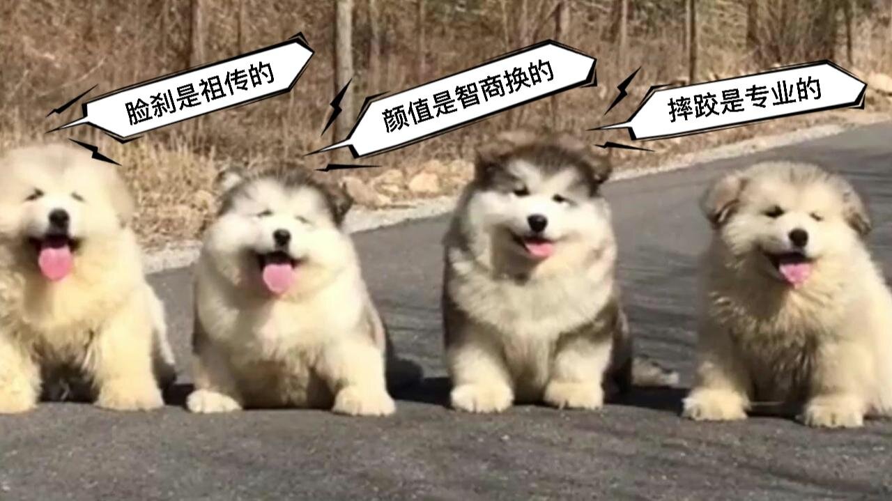 what a funny dog!