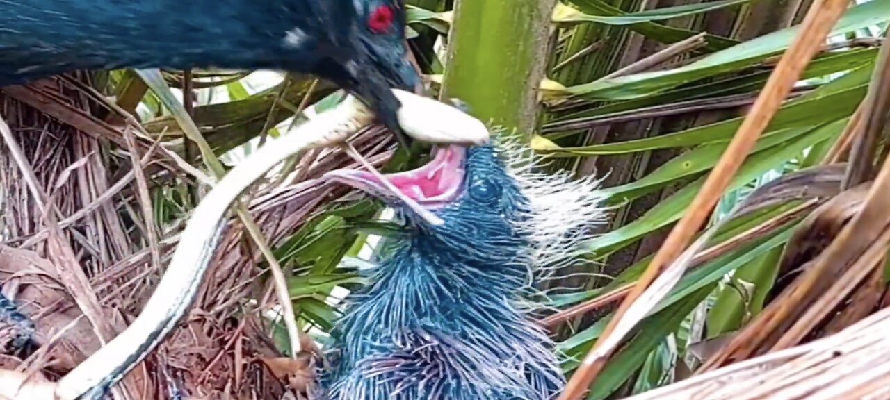 Brown-winged cuckoo baby eats a whole long snake