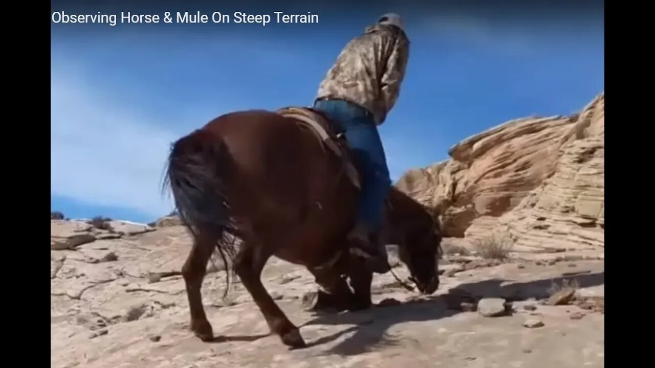 Is A Mule Better Than A Horse? It Depends - Observing Horse & Mule On Steep Terrain