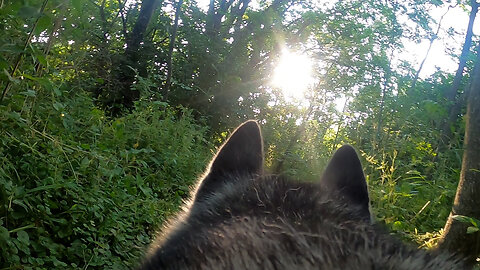 POV: Husky Sees A Bunny