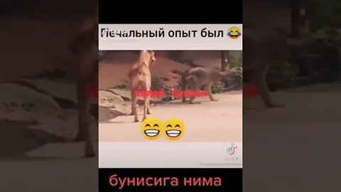 ха😂