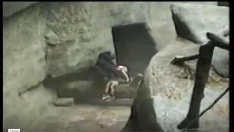 Gorilla Miraculously Saves Toddler's Life After He Fell into a Dangerous Den