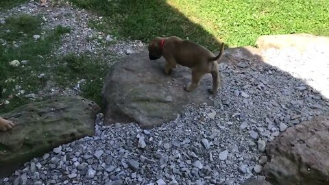 LonelyCreek Serenity litter