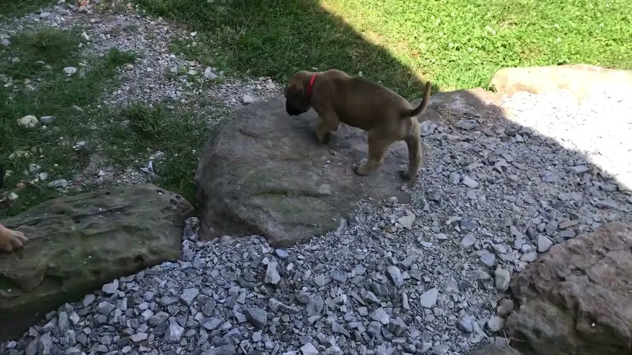 LonelyCreek Serenity litter