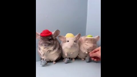 Mice exploring various foods