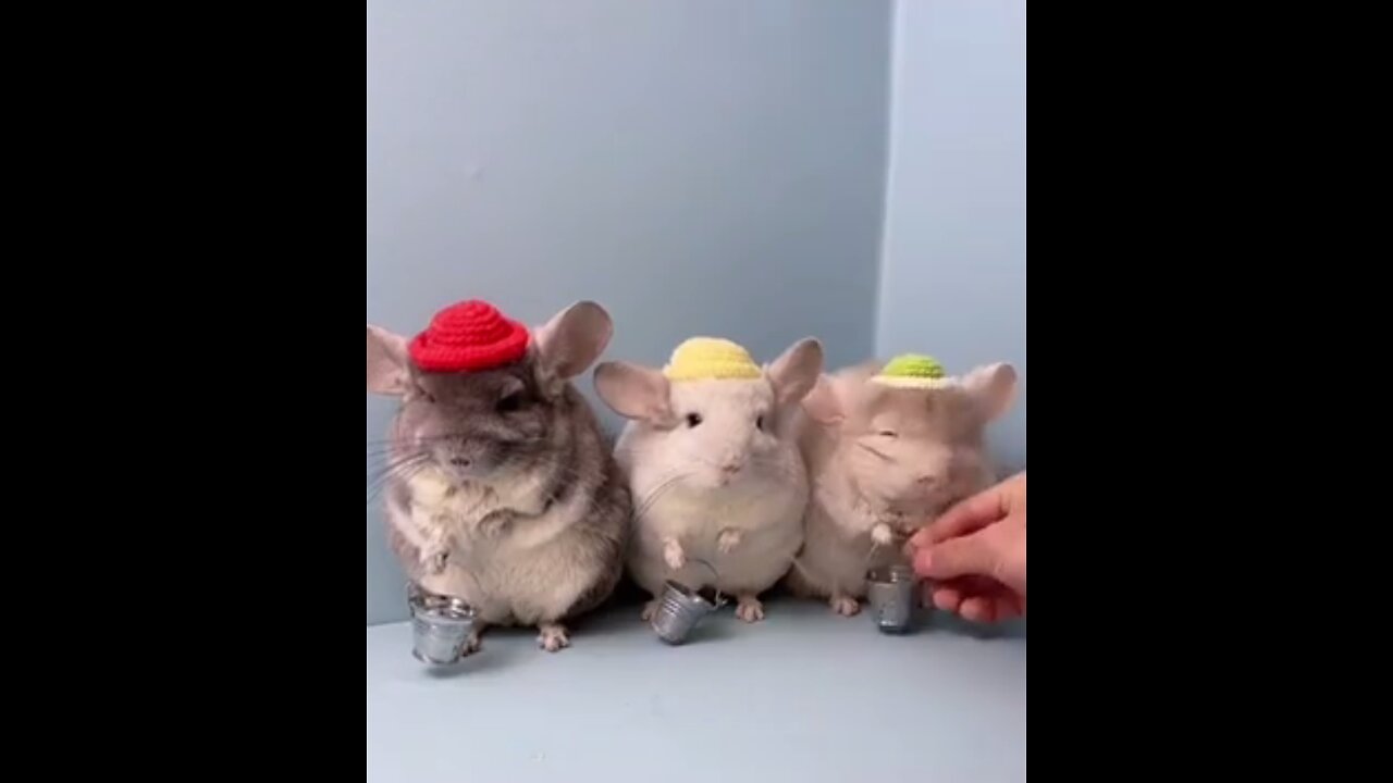 Mice exploring various foods