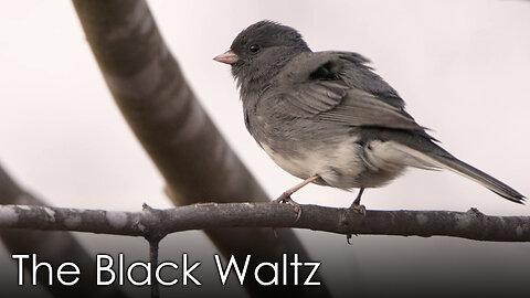 Cute Animals Performing to The Black Waltz