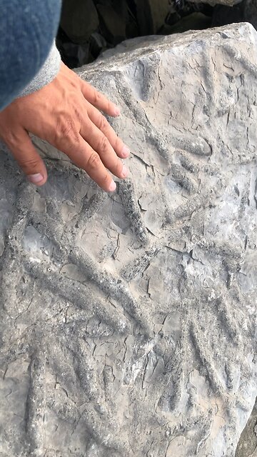 Amazing Ancient Squid Fossils