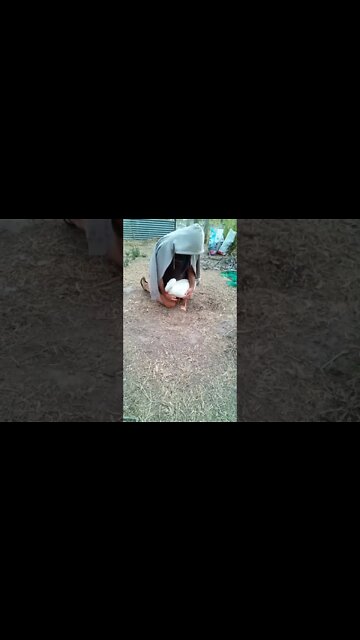 Ezra the gander is having a cuddle he puts his head in the coat