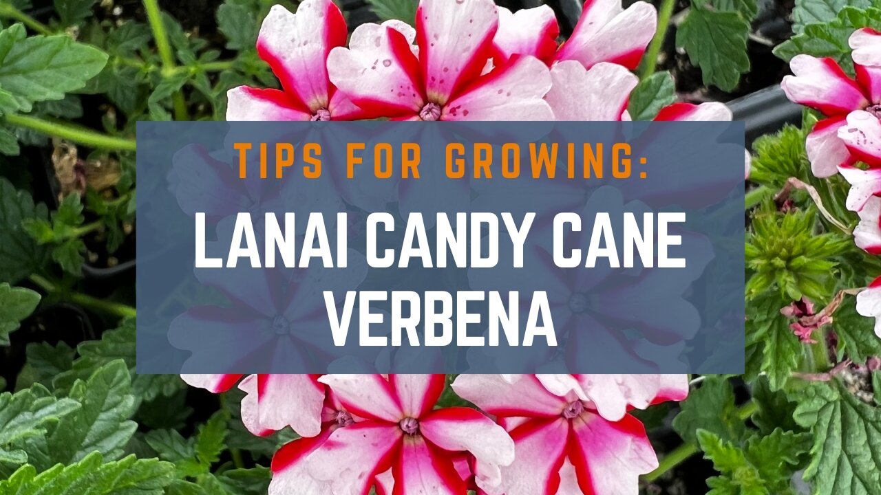 3 Quick Tips for Growing Lanai Candy Cane Verbena