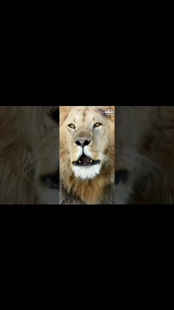 Lion Roaring | Saturday #shorts