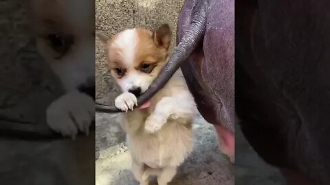 Cute puppy playing with Big Animal Tail #funnyvideosdaily #cuteanimals #wildlife